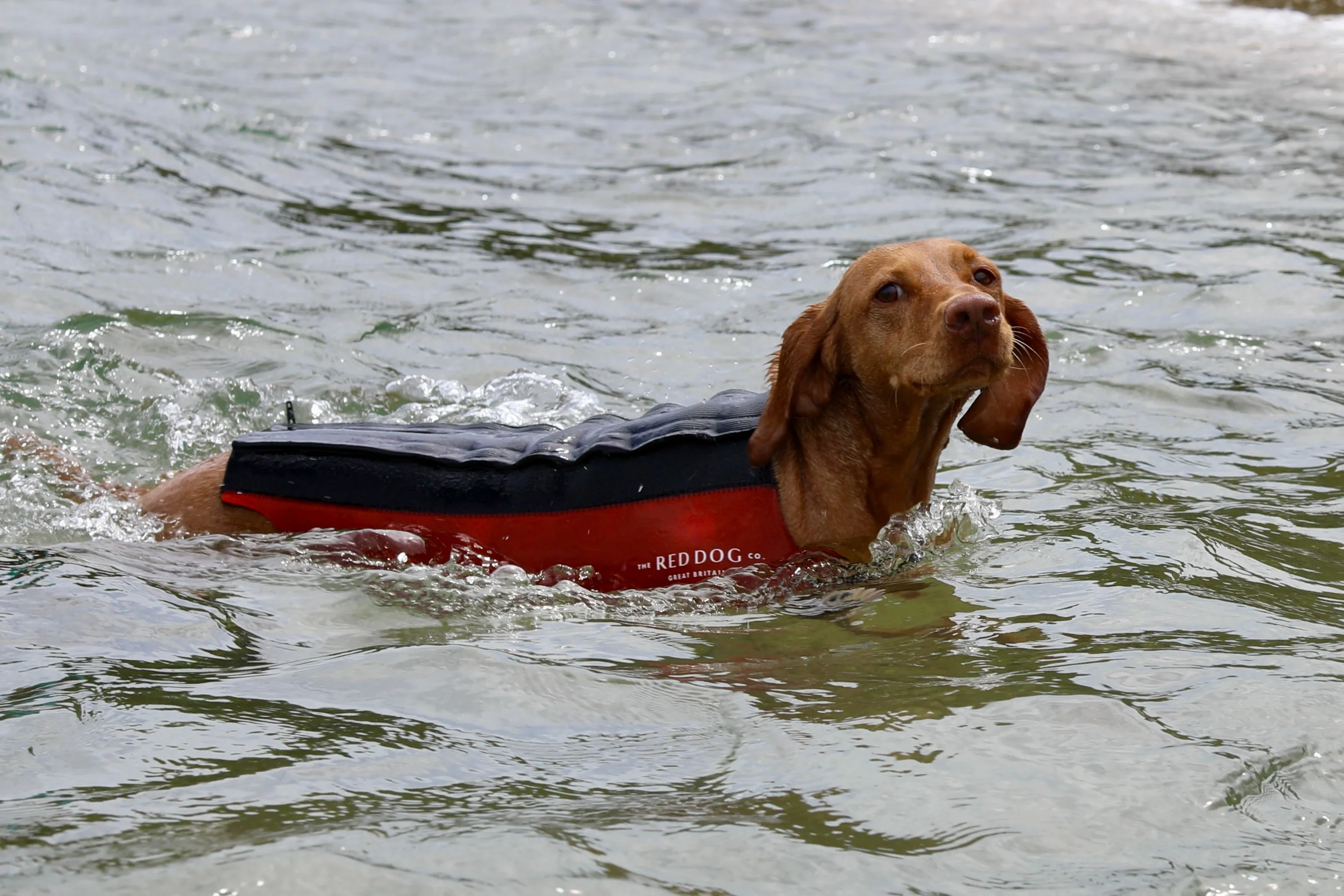 Active Dog Coat - Orange